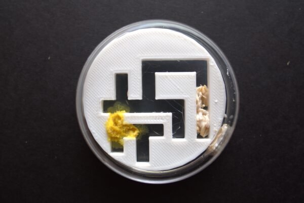 DSCF8474 kit blob physarum polycephalum premium